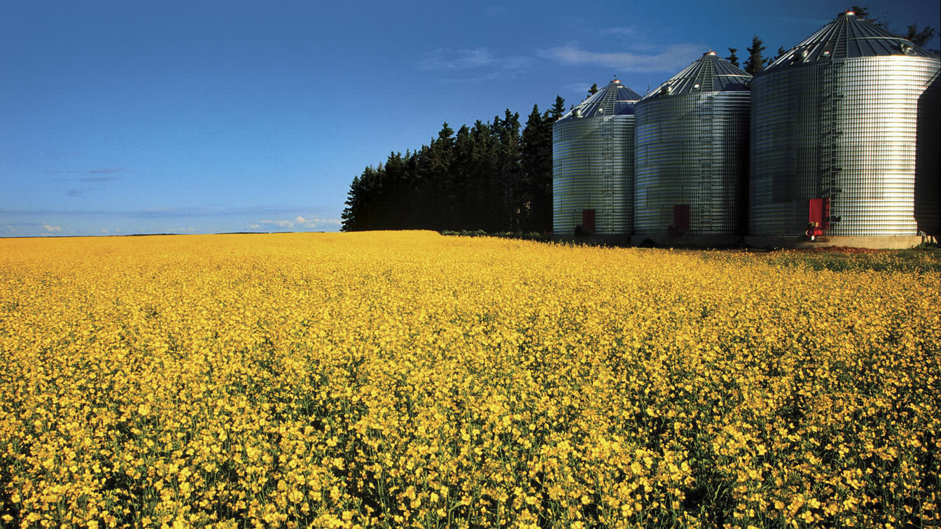 Bunge is a leading canola processor in Canada.