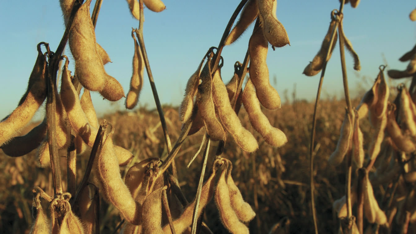 Bunge is one of the leading soybean processors in North America.