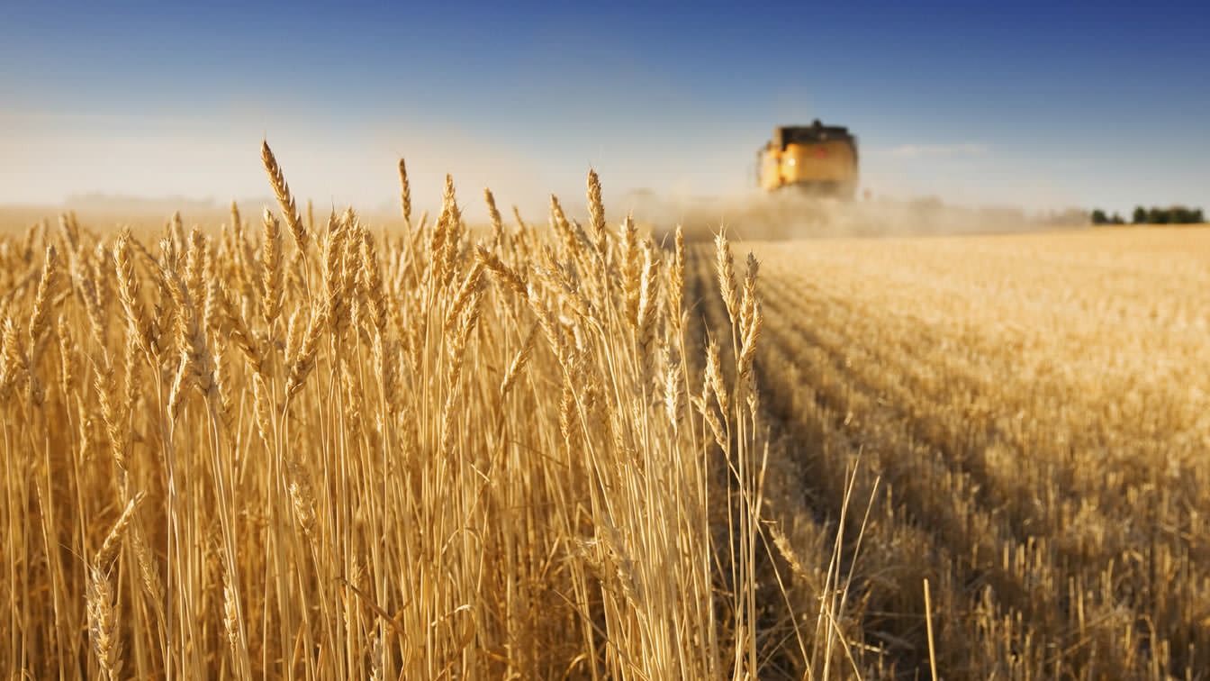 Bunge est un meunier de maïs, le riz et le blé.