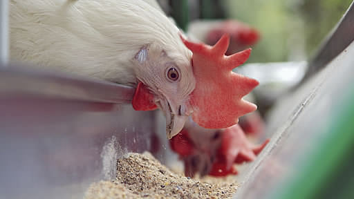 Les ingrédients pour l’alimentation animale