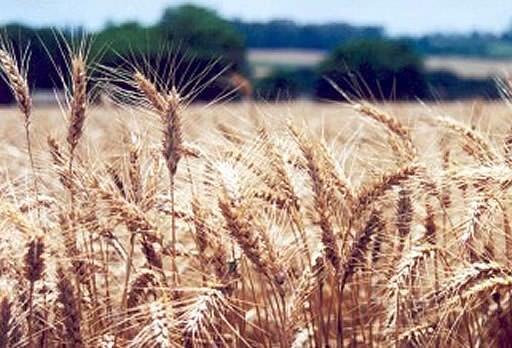 Bunge en Amérique latine